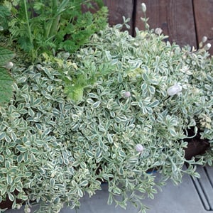 Silene_unifloras
