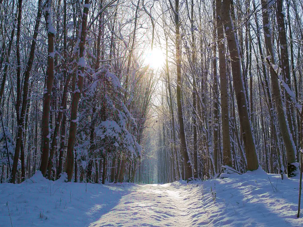 forest-winter